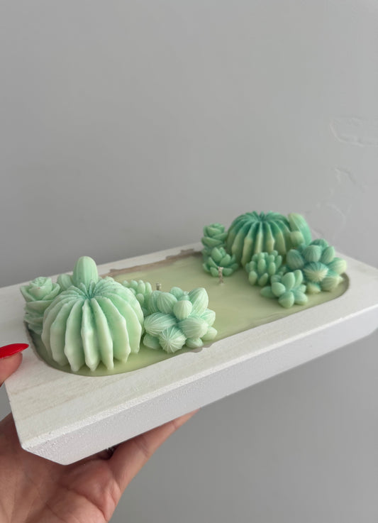 “Cactus garden”